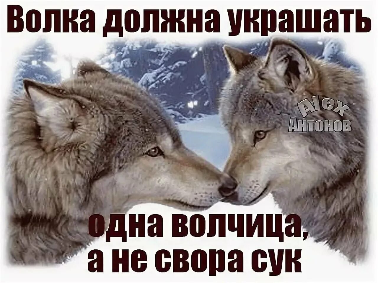 Есть добрые волки. Волк с надписью. Статусы с волками. Волк и волчица. Волчья верность.