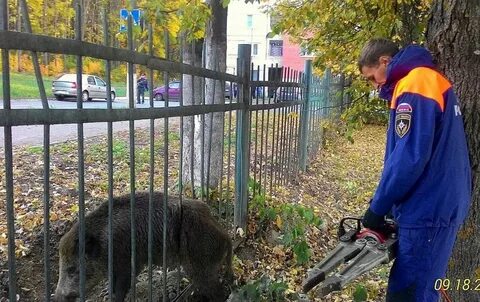 Кабан саранск