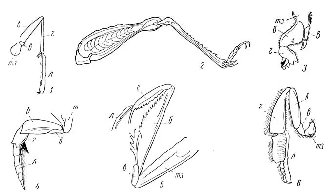 конечности пчелы и кузнечика. бегательные конечности насекомых строение. конечности насекомых медведка строение. строение конечностей насекомых таблица. строение ноги насекомого.