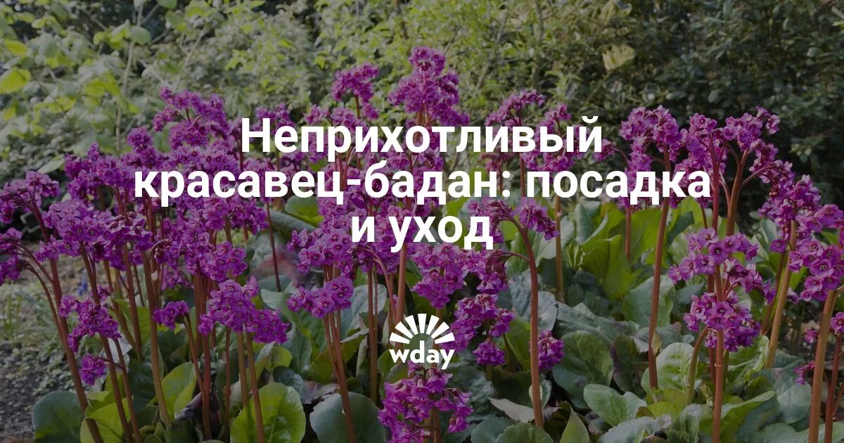 Бадан уход в открытом грунте. Посадка бадана. Бадан посадка. Цветы бадан многолетники садовые. Многолетние цветы для дачи бадан.