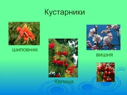 6 кустарников