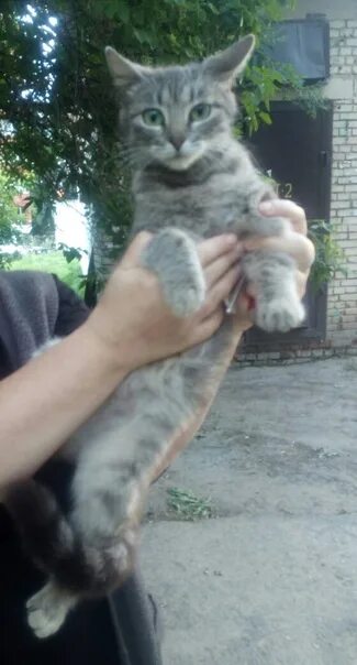 Кошка три дня. 3 года кошке. пропала молодая кошка в хвалынске. кошек которые водятся на автобусе или на что нибудь кошки.