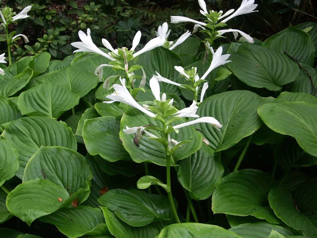 Хоста растение как цветет. Хоста plantaginea. хоста плантагинеа грандифлора. хоста elata. хоста подорожниковая грандифлора.
