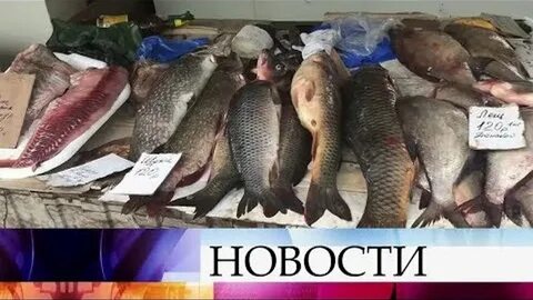 Котельниково волгоградская область рыба