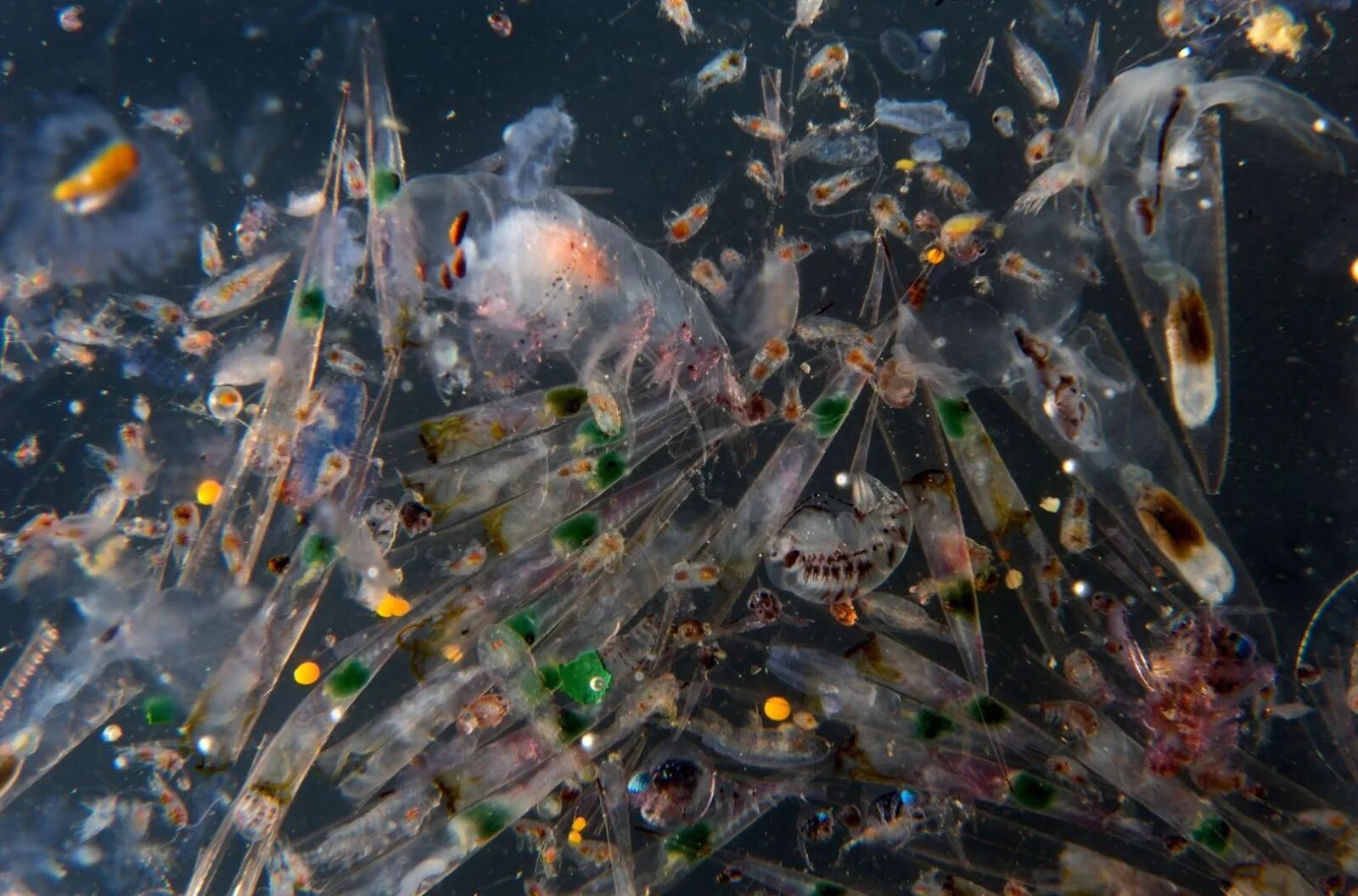 Морской планктон рачок. Планктон в океане. Микропластик фитопланктона. Фитопланктон Северного Ледовитого океана.