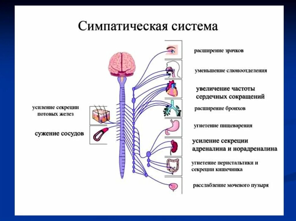 Укажите симпатические нервы. Симпатический отдел анс физиология. Вегетативная парасимпатическая нервная система строение и функции. Симпатический отдел ВНС функции. Симпатический отдел ВНС физиология.