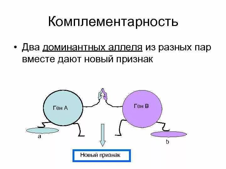 Комплементарность генетика примеры. Комплементарность в генетике примеры. Комплементарность в генетике примеры у человека. Комплементарность биология генетика.