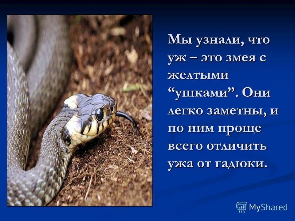 Сходство змей гадюки и ужа. Гадюка и уж сходство и различия. Сходство змей гадюки и ужа 3 класс. Отличие ужа от гадюки.