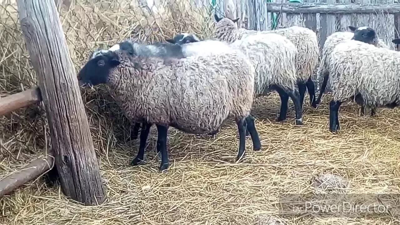 Сколько длится беременность у овец. Окот у овец романовской породы. вымя овцы романовской породы. помесь эдельбай и романовская овца. беременность овец романовской породы.
