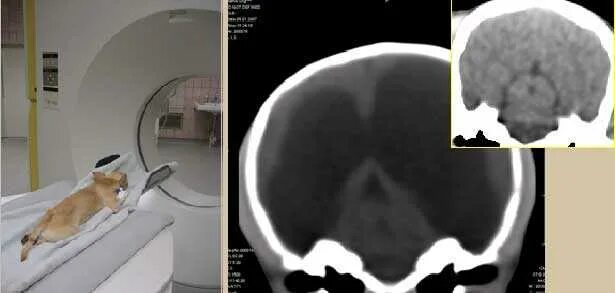 Опухоль мозга у собак. Гидроцефалия у собак мрт. Гидроцефалия у собак рентген. Гидроцефалия головного мозга у животных. Менингоэнцефалит у собак.