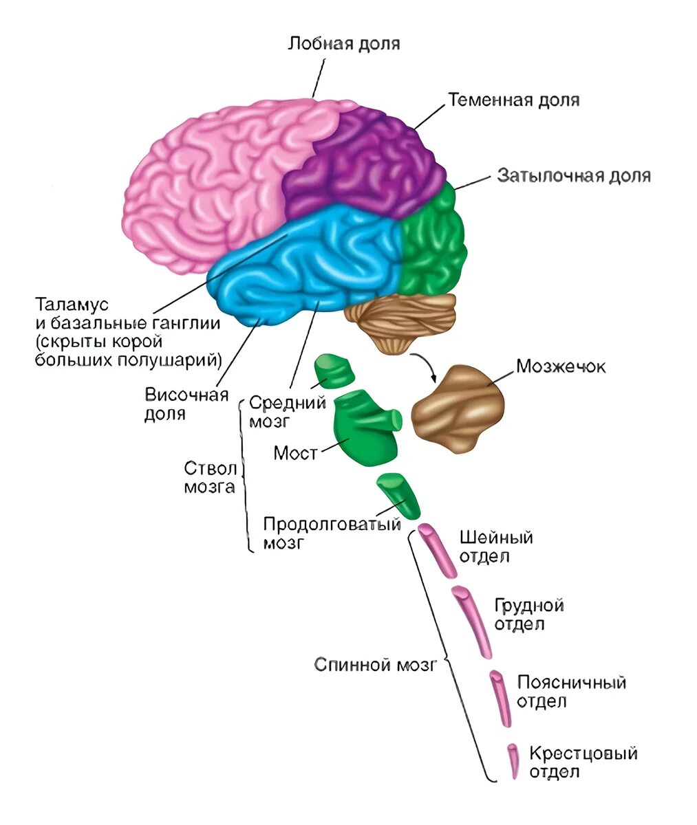 Головной мозг связан со. Схема строения центральной нервной системы. Строение головного мозга схема нервная система. Строение ЦНС человека схема. Основные отделы центральной нервной системы человека схема.