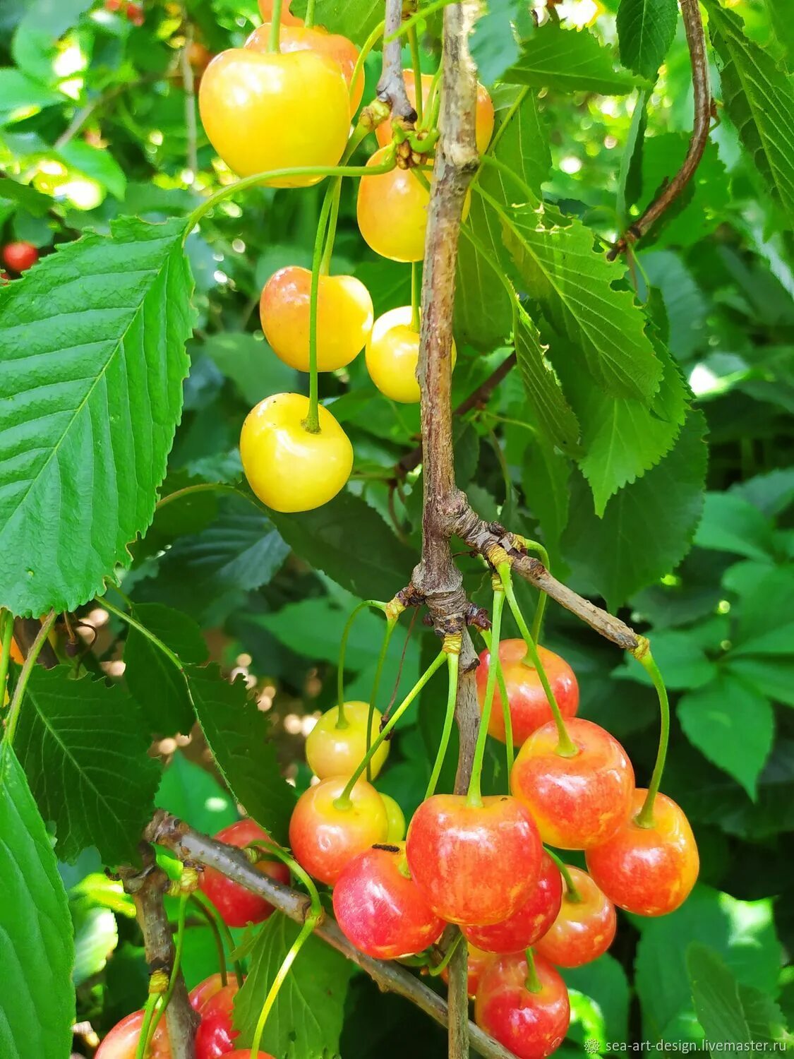 Черешня розовая отзывы. Черешня брянская розовая. черешня орловская розовая. черешня желто розовая. черешня бело розовая.