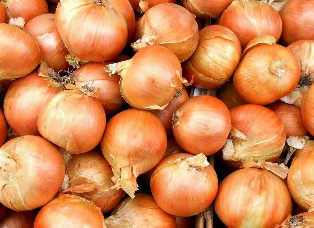 Onion vegetables. Лук севок Румба. Лук Штутгартер Ризен (50 шт.). Лук-севок f1 Коррадо. Лук севок на репку.