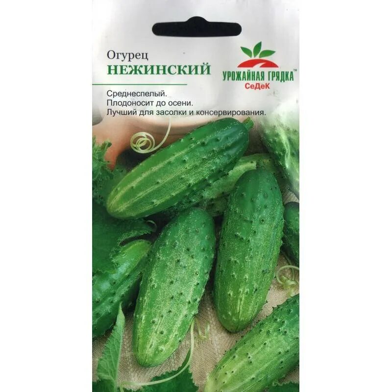 Огурцы отзывы фото. Сорт Нежинский огурец. Огурцы Нежинский описание сорта. Сорт огурцов Нежинский. Огурец Нежинский СЕДЕК.
