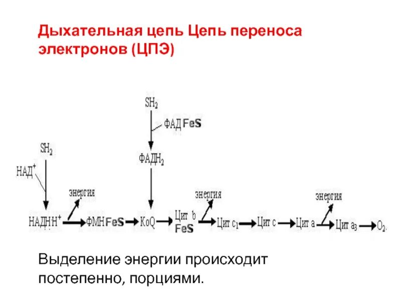 Повестка в центр по борьбе с экстремизмом. Дыхательная цепь переноса электронов этапы. Повестка мвд. Центр по противодействию экстремизму мвд повестка. Цпэ это.
