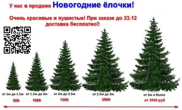 Сколько будет стоить елка живая 2025