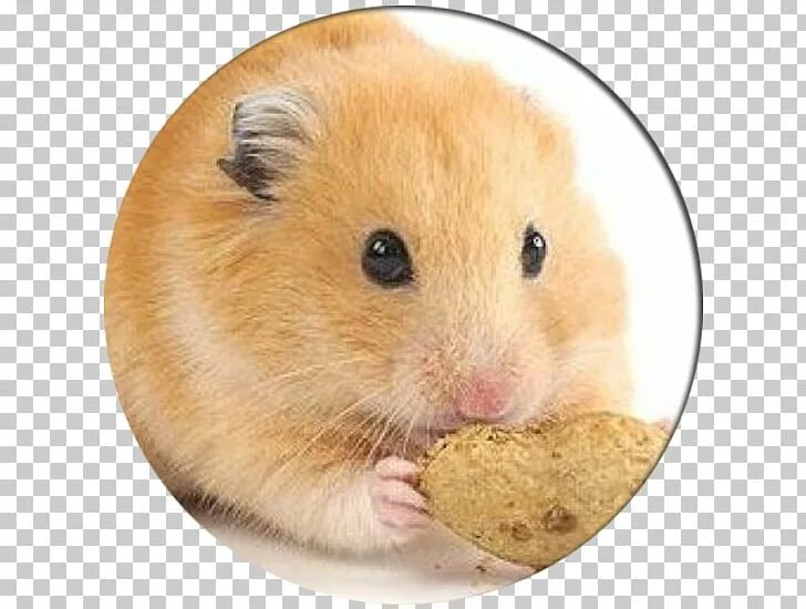 Как набрать друзей в hamster