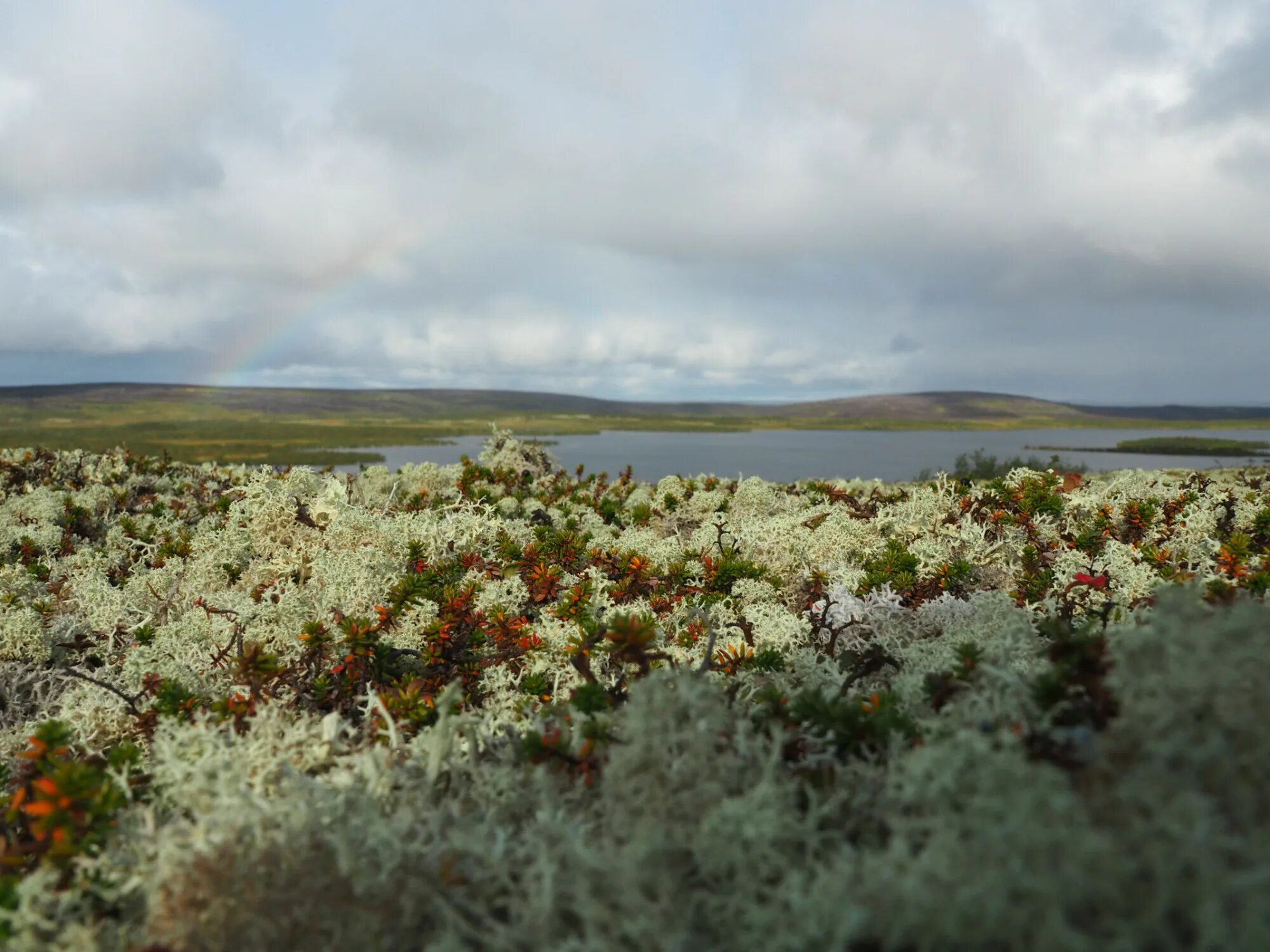 Франция тундра. Арктическая Мохово-лишайниковая тундра. Арктическая тундра на острове Врангеля. Тундра Мохово-лишайниковая растительность.