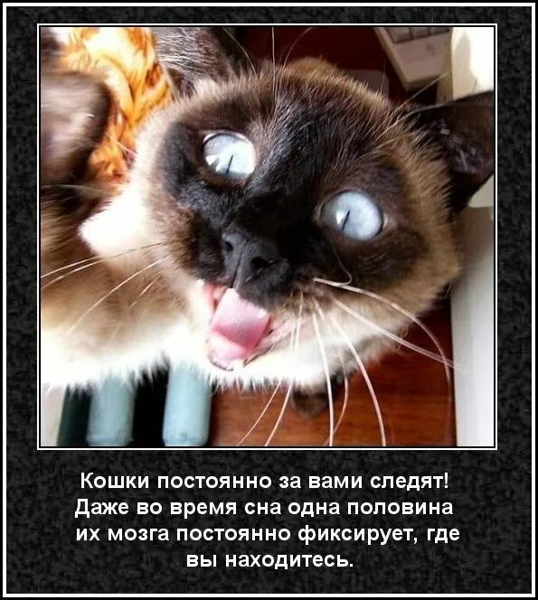 Интересное про котиков