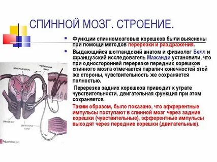 Какого внутреннее строение спинного мозга