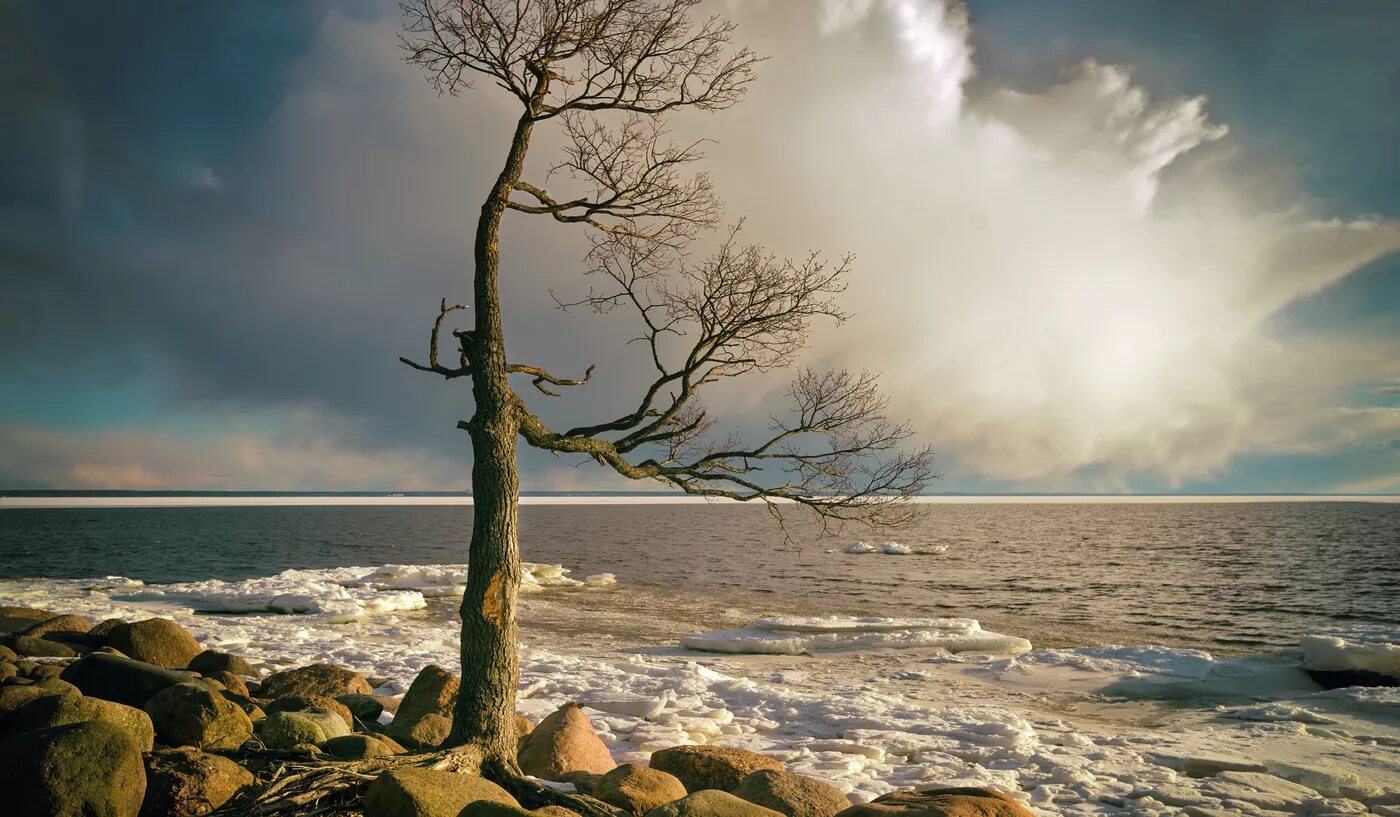 Финский залив деревья. Море весной. Деревья залитые водой
