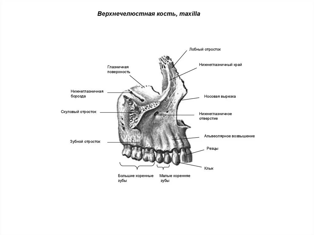 Клыковая ямка. Кости верхней челюсти анатомия. Верхняя челюсть анатомия строение. Строение кости верхней челюсти. Верхняя челюсть анатомия строение костей.