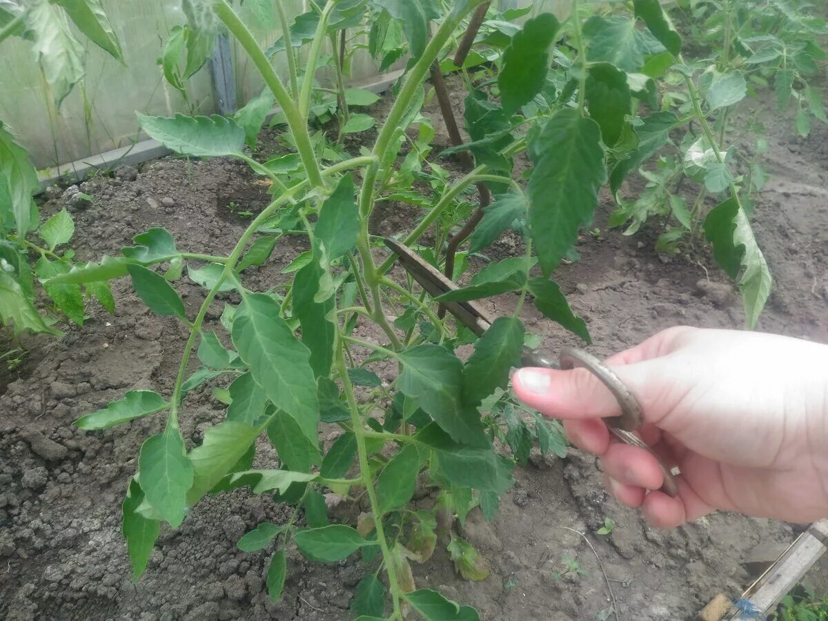 Прищипка пасынков помидор. Обрезка томатов. Обрезать помидоры. Куст помидора. Обрезание томатов.