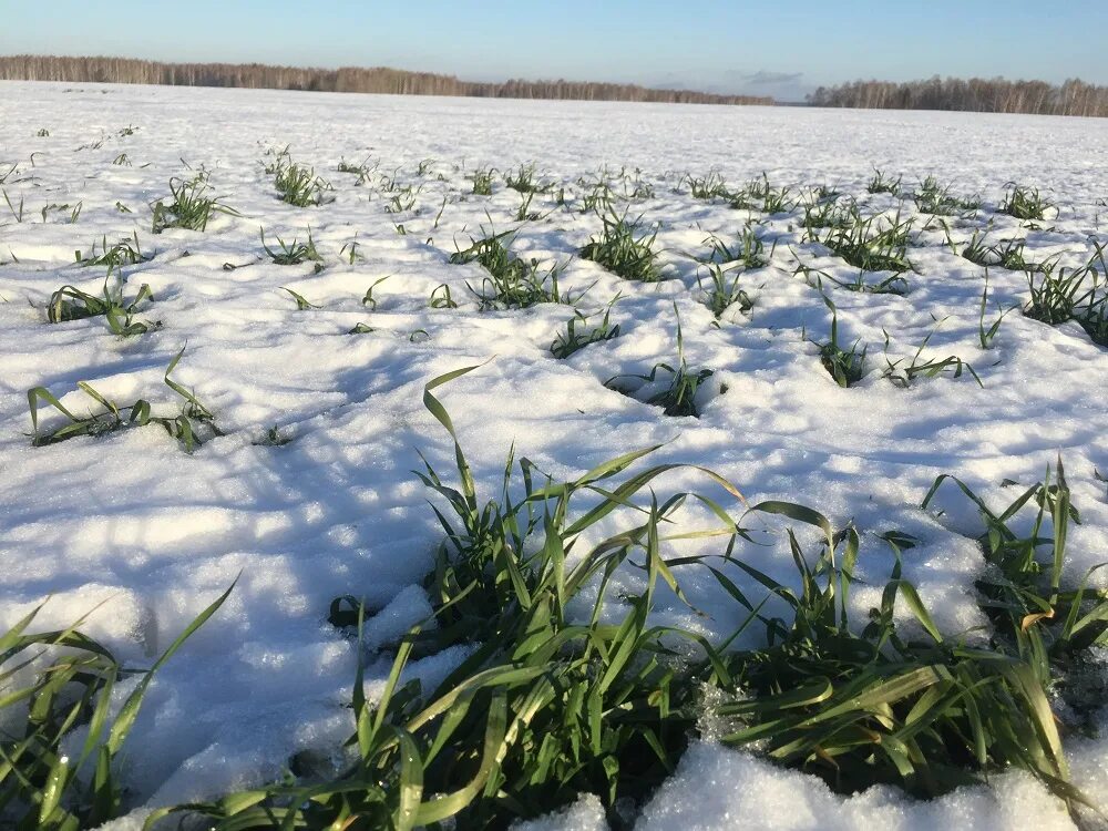 Озимые виды. Озимые под снегом. Поле озимая пшеница под снегом. Озимые культуры. Озимь под снегом.