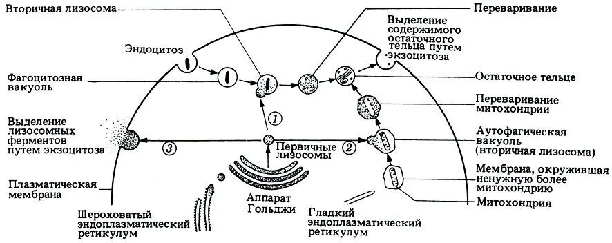 Формирование вторичной клетки