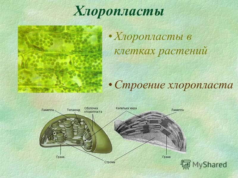 Хлоропласты описание и функции. Хлоропласты описание и функции