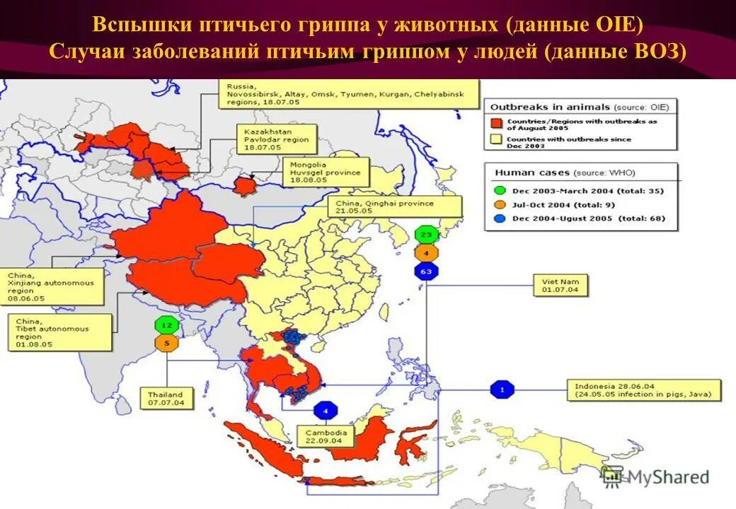 Распространение птичьего гриппа. Карта вспышек птичьего гриппа. Смертность людей от птичьего гриппа. Птичий грипп презентация.