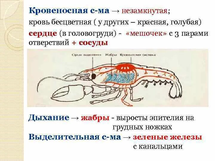 У каких беспозвоночных замкнутая кровеносная система. Кровеносная система членистоногих. Кровеносная система членистоногих схема. Схема замкнутой кровеносной системы. Схема строения кровеносной системы членистоногих.