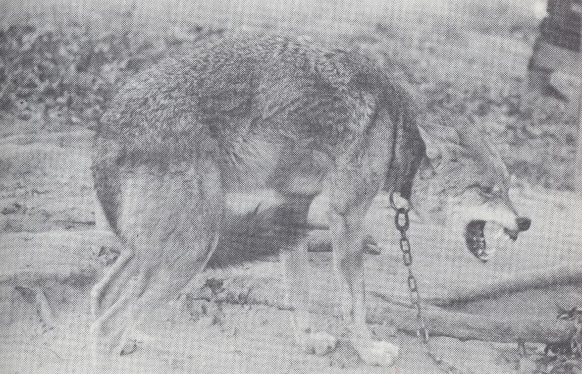 Вольф 11. Красный волк. Ужасный волк Канис Дирус. Томарктус. Tomarctus фото.