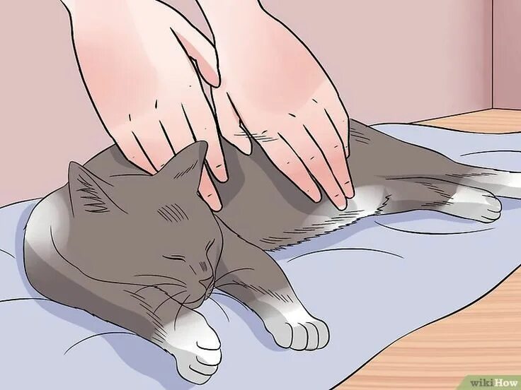 Почему коты массажируют