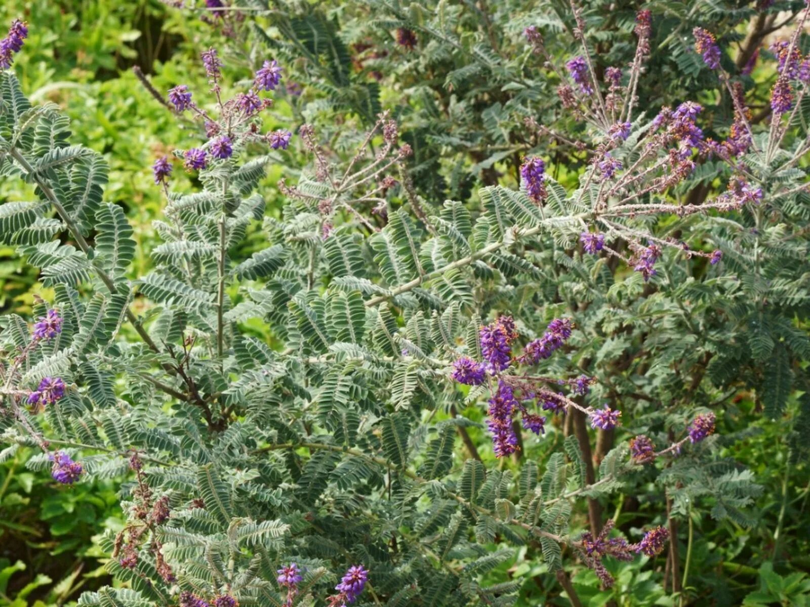 Аморфа седоватая. Аморфа кустарниковая. Amorpha canescens. Woodland Sage растение. Свинцов цветок