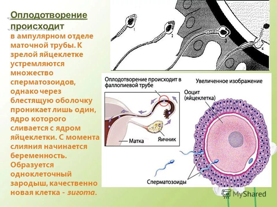 Последовательность процессов оплодотворения. Оплодотворение яйцеклетки спермием. матка оплодотворение схема. оплодотворение яйцеклетки одним спермием это. деление клетки после оплодотворения.