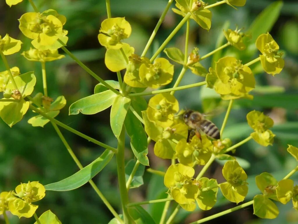 Малочайные растения фото. Молочай (euphorbia). Молочай многоцветковый senior. Молочай многоцветковый. Молочай палласа.