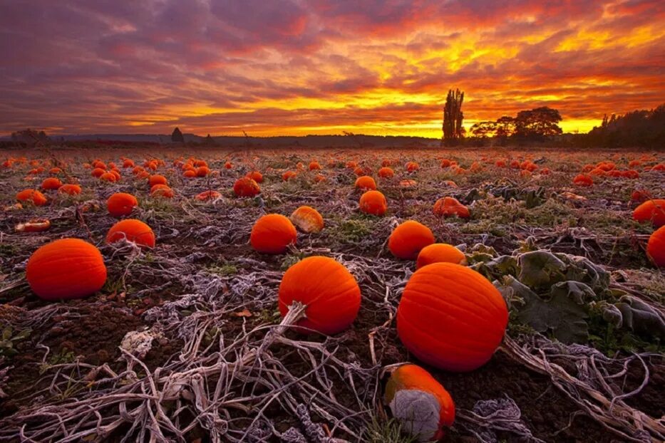 Тыквенное поле москва. Осенний урожай. Поле с тыквами. Тыквенное поле. Необычные пейзажи.
