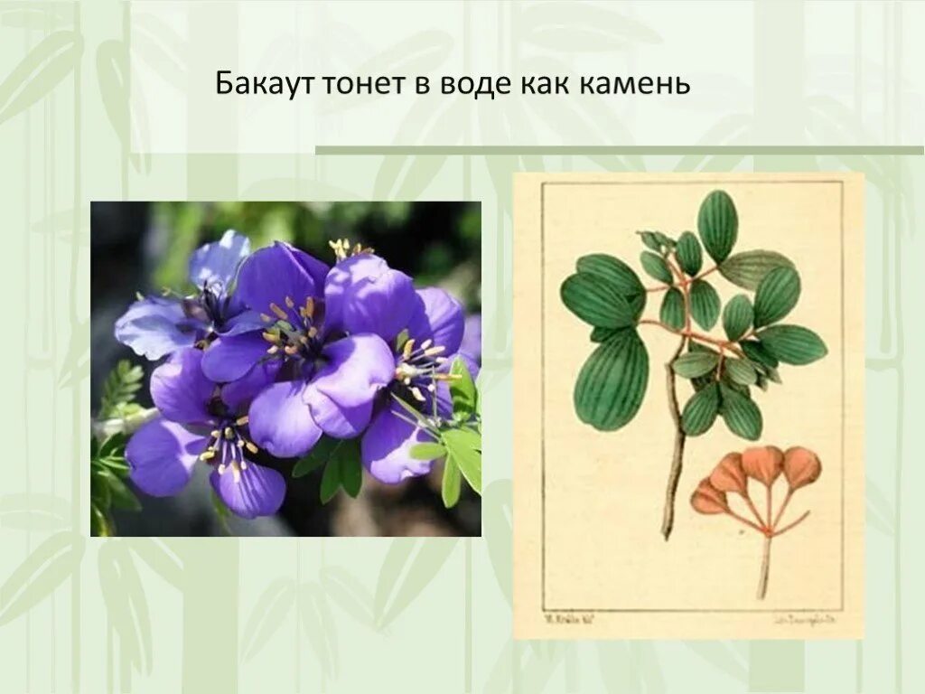 Растения распространение разнообразие. Многообразие и распространение растений. видеоурок растения. презентация бакаут. растение обозначающее постоянство.