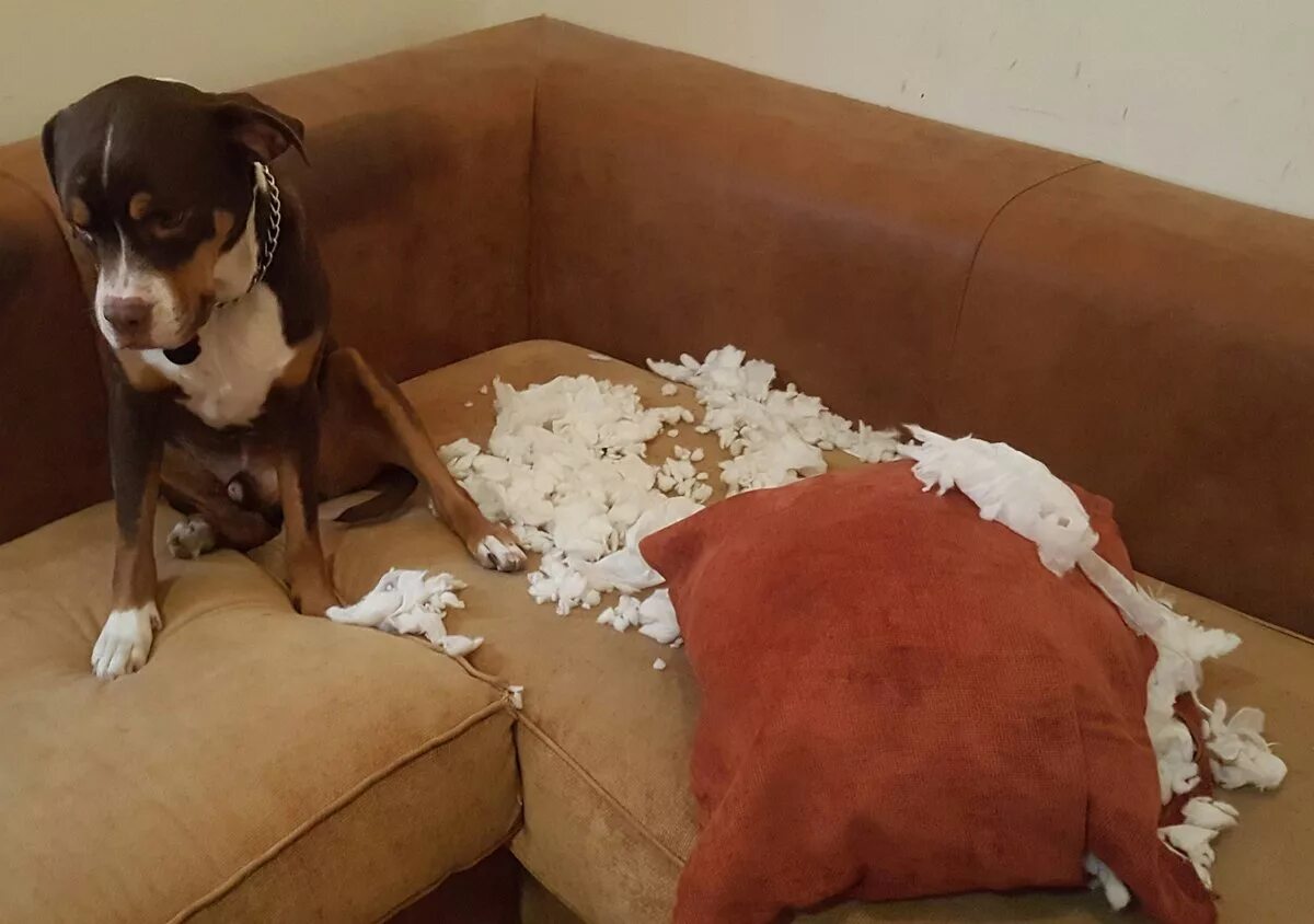 Собака все грызет что делать. Щенок разгрыз. Плохая собака. Собака все грызет что делать. Собаки для квартиры.