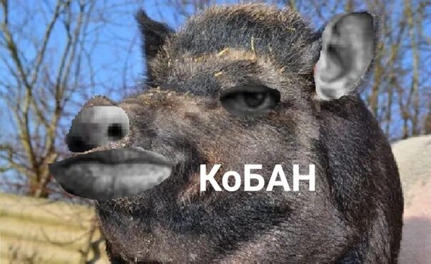 Включи кабан добрый фикс. Кабан мем. кабанчик мем.