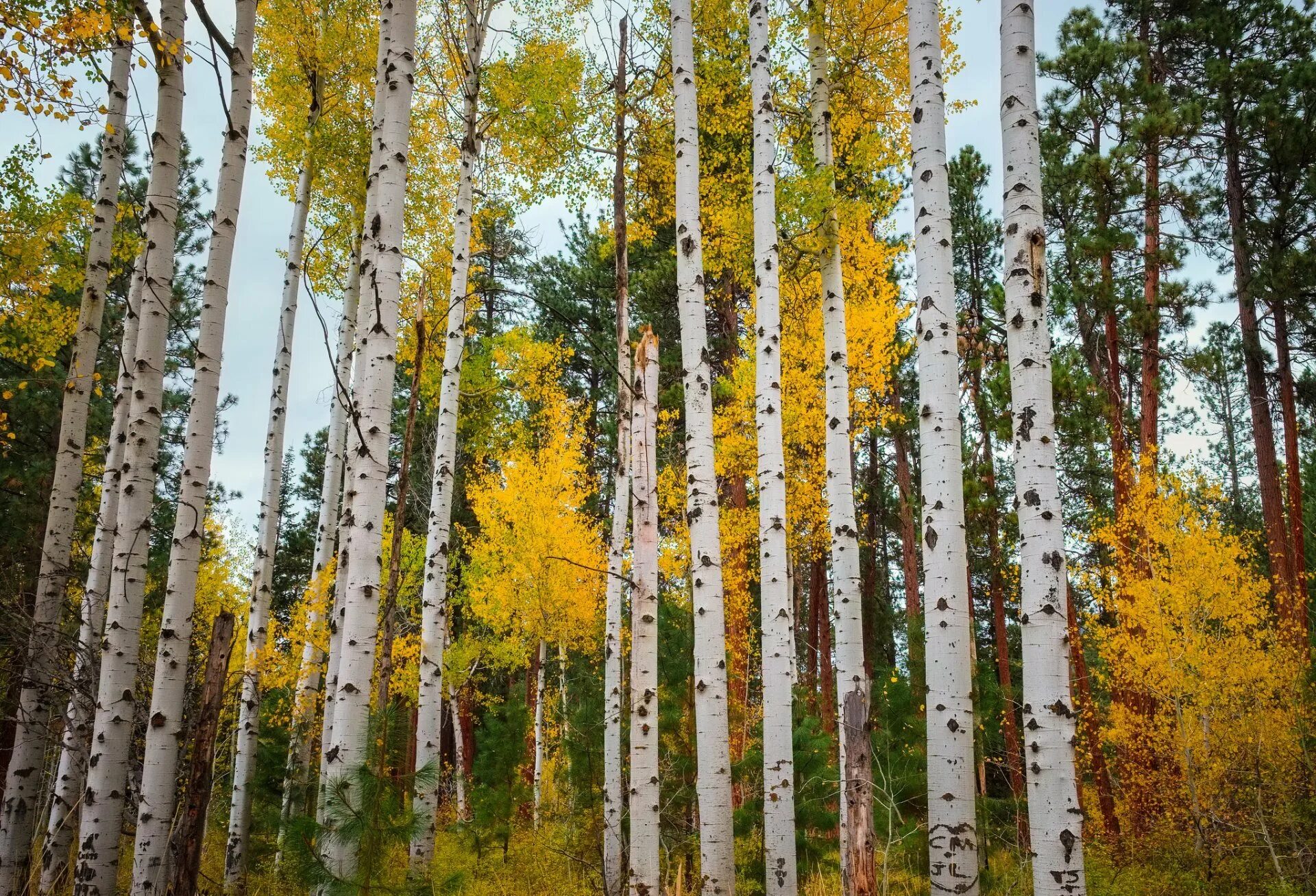 Лес где растет береза