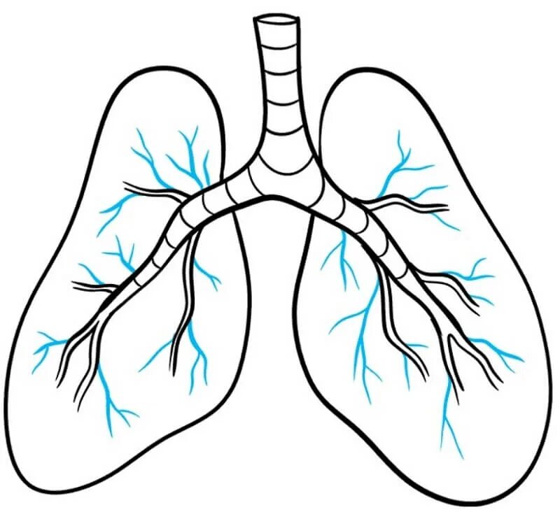 Легкие рисунки. Раскраска лёгкие человека. Раскраска легкие человека.