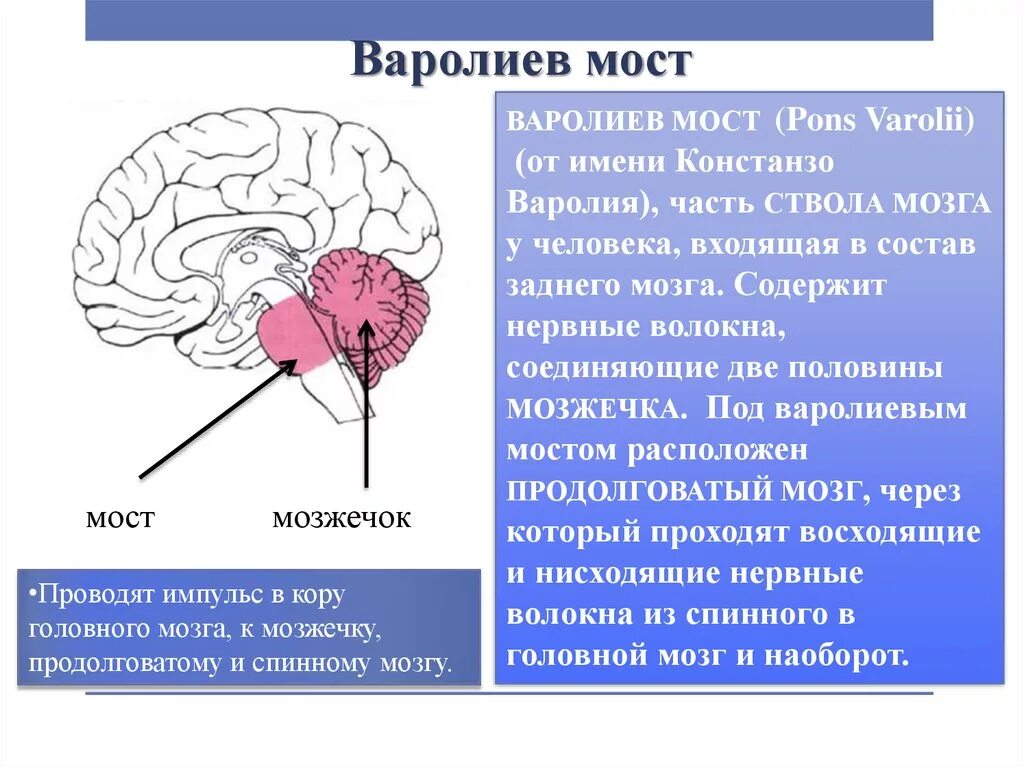 Рефлекторные центры продолговатого мозга. Гипоталамус гипофиз эпифиз. Нервные центры среднего мозга. Мост центры регуляции. В продолговатом мозгу находится нервный центр регуляции.