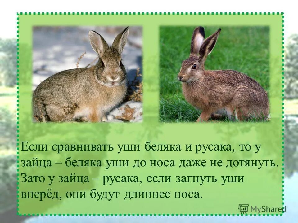 сходство зайца беляка и зайца русака.