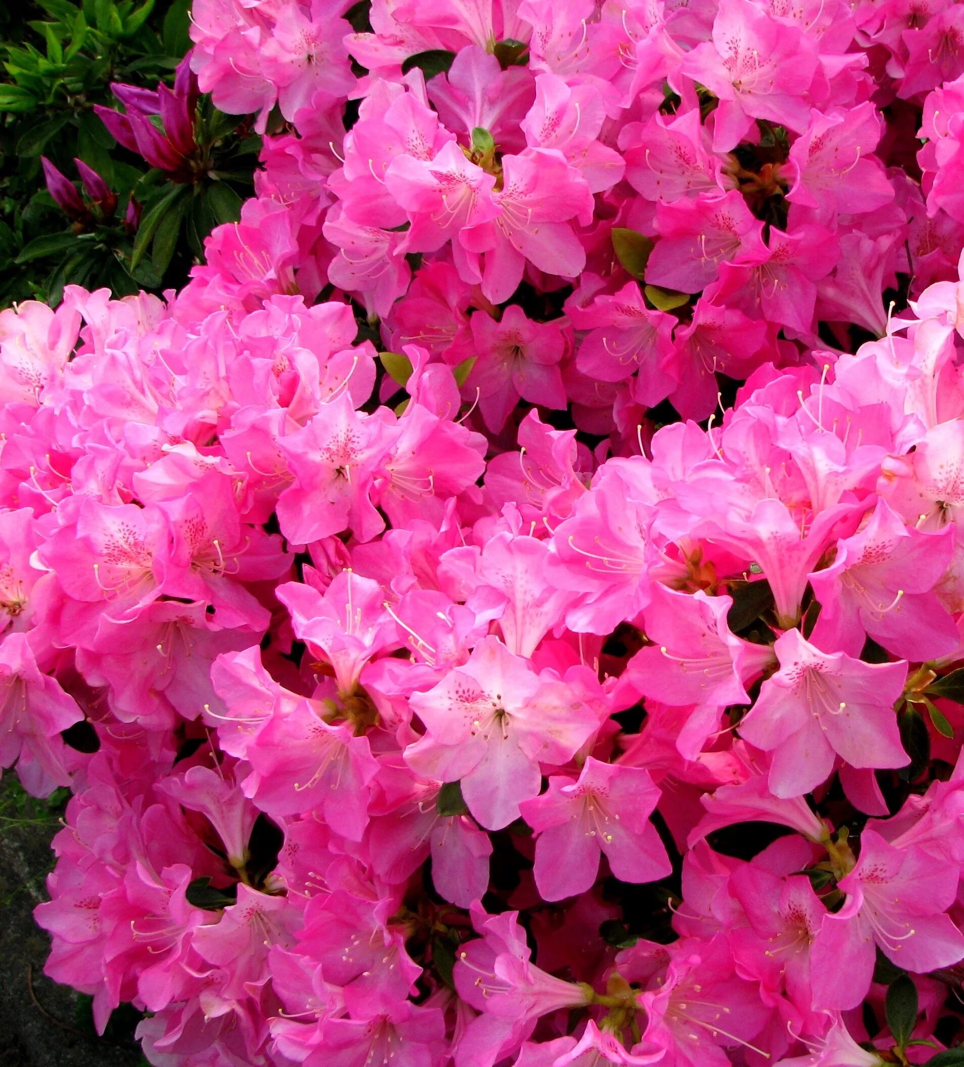 Satsuki рододендрон. Розовые цветы в мае