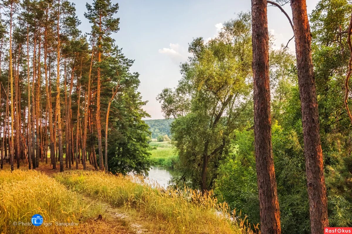 Сосновый бор самара. Берег финского залива сосновый бор. Сосновый бор парк поколений брянск. Оопт сосновый бор пермь. Сосновый бор чернец.