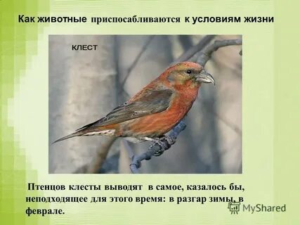 Как животные приспосабливаются к условиям