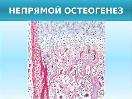 Остеогенез