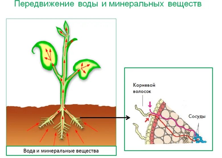 Минеральное питание клеток. Поглощение корнями воды и Минеральных веществ. Корень и Корневое питание растений. Схема передвижения Минеральных веществ по растению. Схема передвижения питательных веществ по растению.